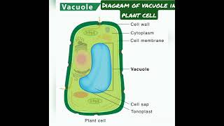 cellbiovacuolediagramcellorganelleneet [upl. by Hamrnand]