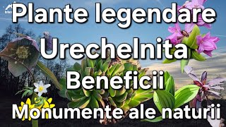 Plante legendare rare Spanzul Urechelnita Ce proprietăți au  identificare [upl. by Nelon425]