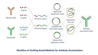 Antibody Humanization Service  Creative Biolabs Updated Version [upl. by Nyleek]