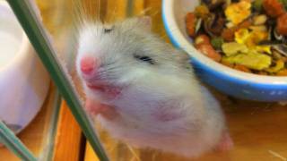 立ちながら寝るハムスター Hamster which stands and goes to sleep [upl. by Yancy]