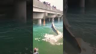 fishing animals fish river amazingfishing funny shortvideo naelafun girlsfishingbass [upl. by Mailand]