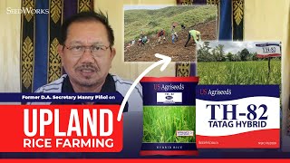 Former DA Secretary Manny Piñol on Upland Rice Farming using the TH82 TATAG Hybrid of SeedWorks [upl. by Lymann]