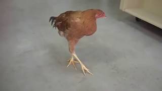 Mareks disease in freerange chicken [upl. by Adlesirc550]