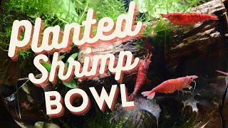 Planted 3 Gallon Shrimp Bowl [upl. by Lietman]