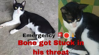 Cat needs your help bone got stuck in his throat 🚨🛑 EMERGENCY [upl. by Hilten]