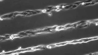 Timelapse Microscopy showing Myoblast Fusion Into Myotubes Folch lab [upl. by Armil]