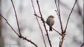 Dunnock singing  Heckenbraunelle singt [upl. by Haimerej]