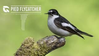 Pied Flycatcher Song [upl. by Lled]