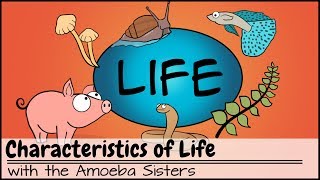 Characteristics of Life [upl. by Otirecul]