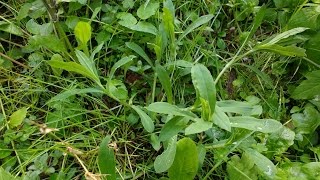 StrigoliStridoli Carletti commestibile medicinal herb [upl. by Ylram]