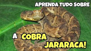 COBRA JARARACA  APRENDA MAIS SOBRE A JARARACA [upl. by Winston261]