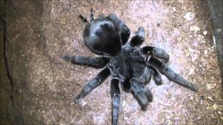 Grammostola pulchra mating [upl. by Enamart]