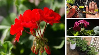 Growing Geranium from Seeds and Cuttings [upl. by Asatan361]