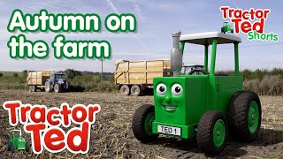 Lets Look At Autumn On The Farm 🍂  Tractor Ted Shorts  Tractor Ted Official Channel [upl. by Kwabena49]