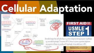 Cellular Adaptations  Hypertrophy  Hyperplasia  Atrophy  Metaplasia  Dysplasia by first Aid [upl. by Adnalahs771]