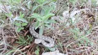 Hornotter Vipera ammodytes schlecht gelaunt in Kroatien [upl. by Cristobal331]