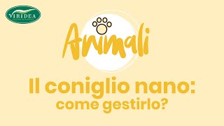 TUTORIAL IL CONIGLIO NANO COME GESTIRLO [upl. by Fairfield]