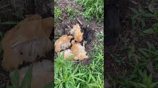 Pullets and bantams having their sand baths [upl. by Annahgiel]