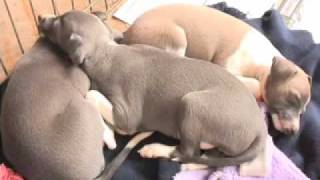 Italian Greyhounds Pros and cons [upl. by Etam]