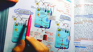 Iron Deficiency AnemiaRobins pathologyPathology of Iron deficiency AnemiaMCV less than 80Pathoma [upl. by Mor]