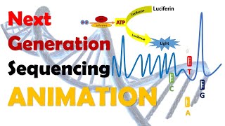 Next Generation Sequencing  NGS  Animation [upl. by Edik473]