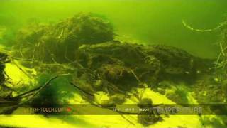 Coccodrillo dellOkavango  underwater footage [upl. by Ennire90]