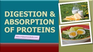 Digestion and absorption of proteins biochemistry [upl. by Aimas]