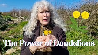 The Power of Dandelions [upl. by Hoagland68]