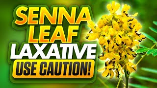 Need Laxative Help Learn When to Use Senna Leaf [upl. by Cirred199]