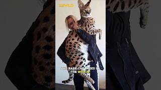 Most Expensive Cat Breed in the World wildlife shorts [upl. by Irma]