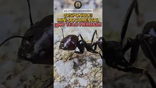 quot¡Nuevo MiniDocumental de Messor Barbarus BÁRBARA HISTORIA DE UNA MAJOR quotSOLDADOquot messorbarbarus [upl. by Wilone811]