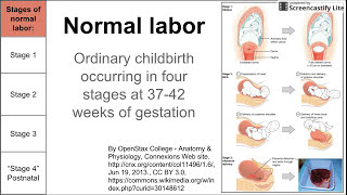 Normal labor ordinary delivery [upl. by Aciretnahs]