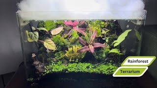 Rainforest Terrarium full steps [upl. by Enilasor]