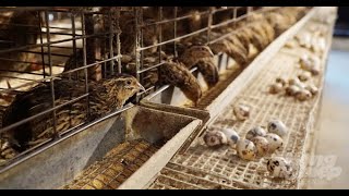 The Process of Producing Millions of Quail Eggs  In a modern quail farm [upl. by Enida695]