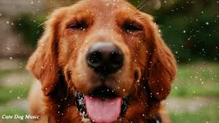 Super Relaxing Sleep Music For Golden Retrievers ♫ Relax Your Puppy ♥ Lullaby For Dog Music [upl. by Antoinetta862]