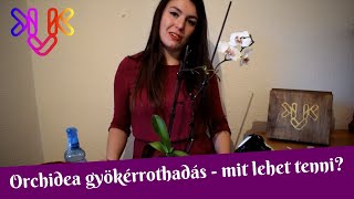 Orchidea gyökérrothadás  A gyökérrothadás jelei és mit kell tenni ha már megvan a baj [upl. by Renwick]