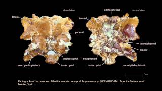 Braincase endocast and inner ear of a European titanosaur [upl. by Hazmah983]