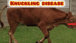 Fetlock knuckle  knuckling disease  hoof problems in cows [upl. by Oira]