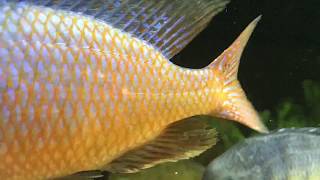 Sciaenochromis fryeri OBMC RAREampbeautiful fish [upl. by Flam390]