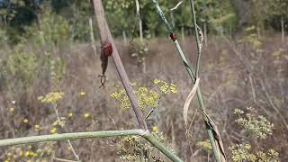 Chinches de campo [upl. by Hussey]