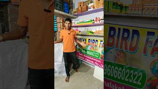 Online all India Parrot Birds Home Delivery  pet shop  pet shop birds  online pet shop [upl. by Annirtak]