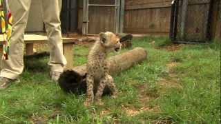 Savanna Cheetah Cub and Puppy Max Play  Cincinnati Zoo [upl. by Lainad]