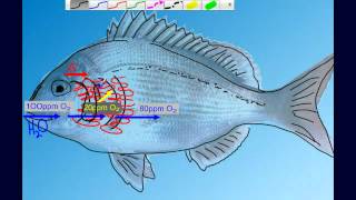 Countercurrent Gas Exchange in Fish Gills [upl. by Arral]