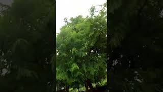 Prakritik drishya foodlover garden viralvideos viralvideos plants gardening youtubeshorts [upl. by Elfrida]