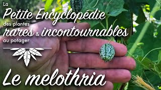 Petite encyclopédie des plantes rares et incontournables au potager  le Mélothria [upl. by Ayotel]