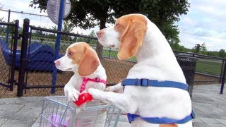 Dog Takes Puppy on Journey in Shopping Cart Cute Dog Maymo and Puppy Penny [upl. by Bilski]