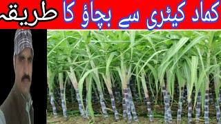 Sugarcane Farming in Pakistan How to control shoot Borer in sugarcane sugarcane stem borer [upl. by Nhaj]