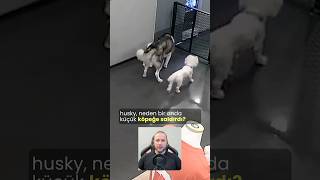 Husky Neden Saldırdı köpekler köpekadam çağrıaracı youtubecreatorcommunity köpek [upl. by Marice]