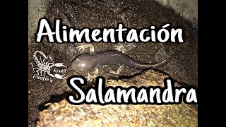 Salamandra alimentación [upl. by Traweek662]