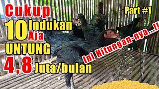 TERNAK AYAM KAMPUNG UNTUNG 48 JUTA PER BULAN [upl. by Asserak583]